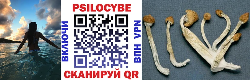 как найти закладки  даркнет состав  Псилоцибиновые грибы Cubensis  Россошь 